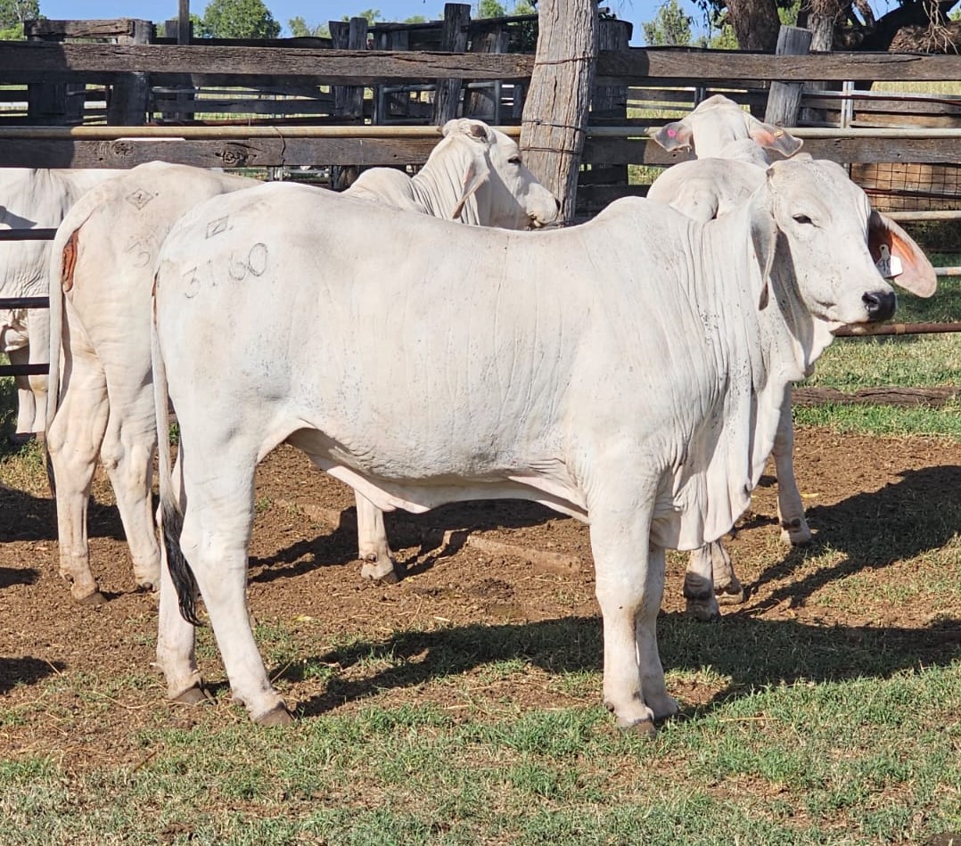 9 PURE-BRED UNJOINED GREY BRAHMAN HEIFERS – SOLD – Gilliland Livestock ...